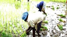 farmer