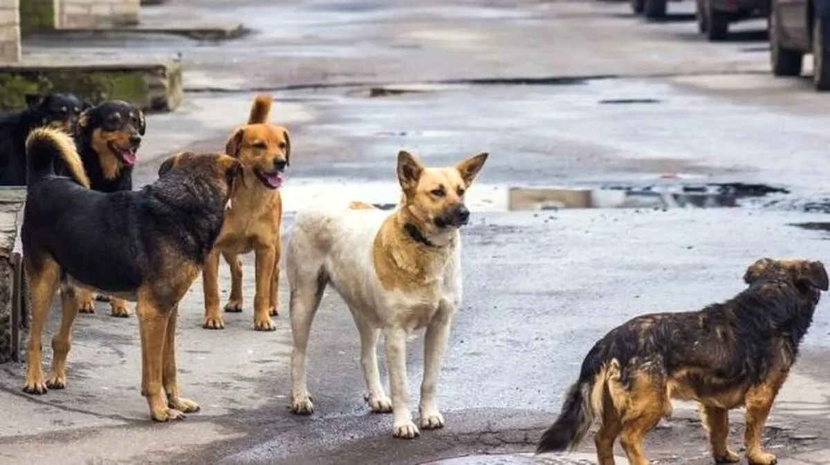 street-dog-