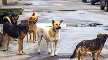 street-dog