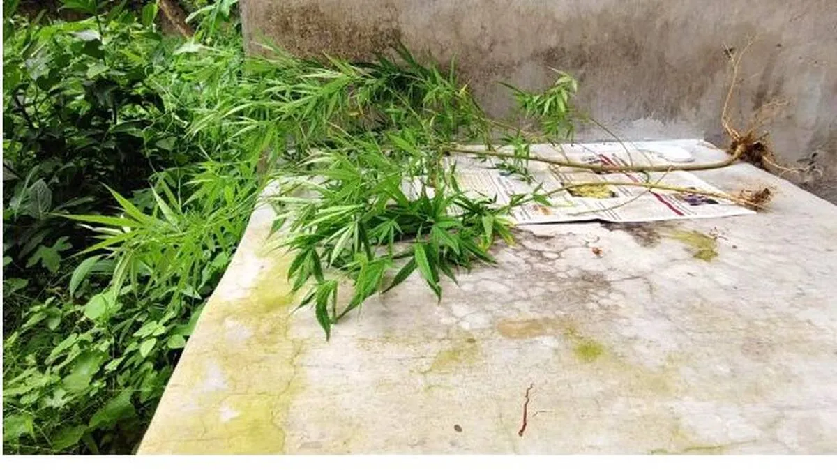 കഞ്ചാവ് ചെടികൾ പിടിച്ചെടുത്തു