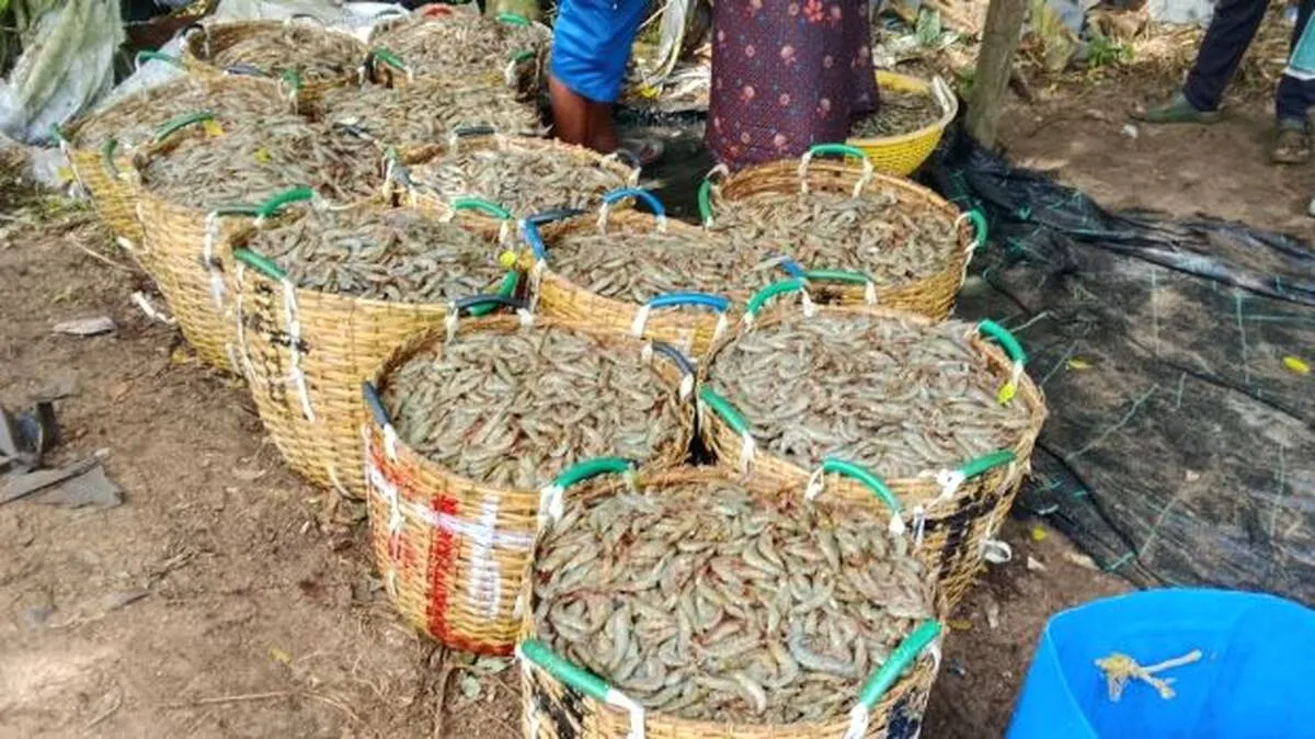 ambala ambala
