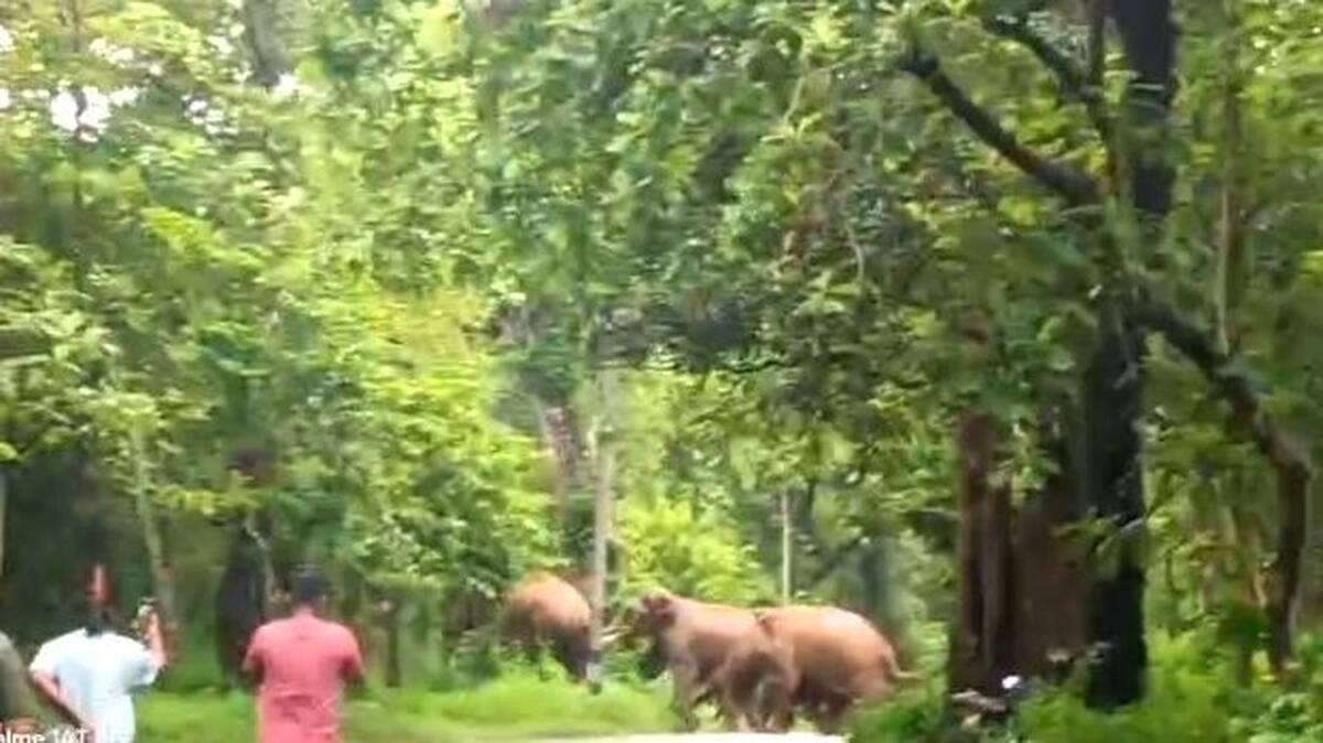 elephant