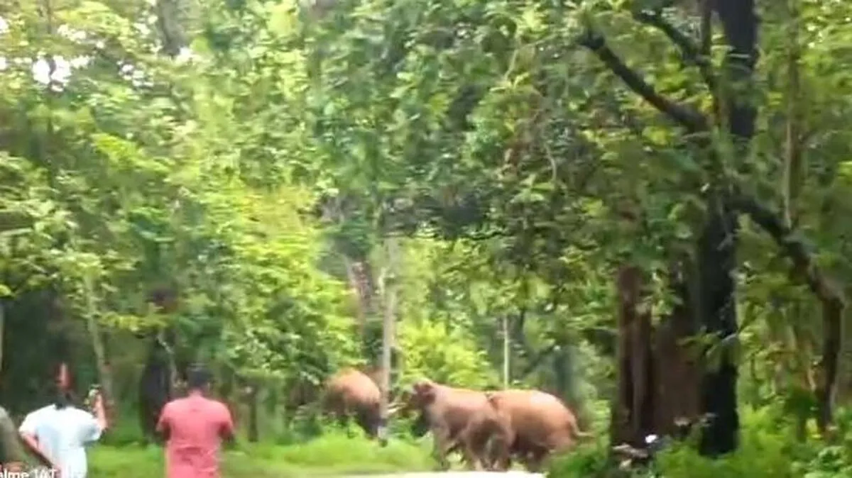 elephant
