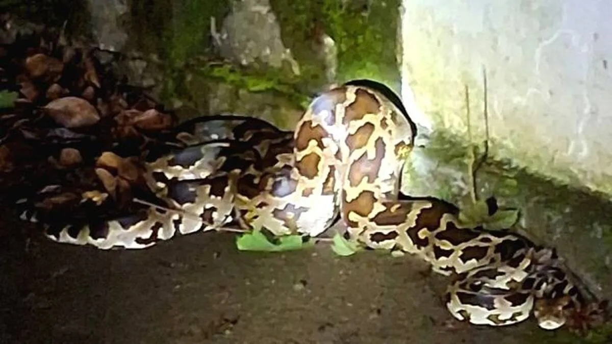 snake