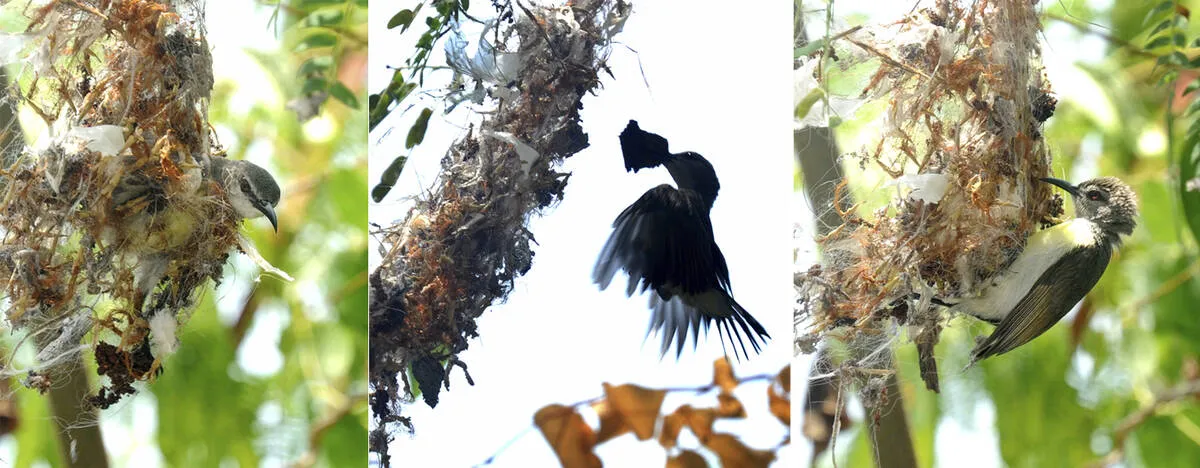 birds