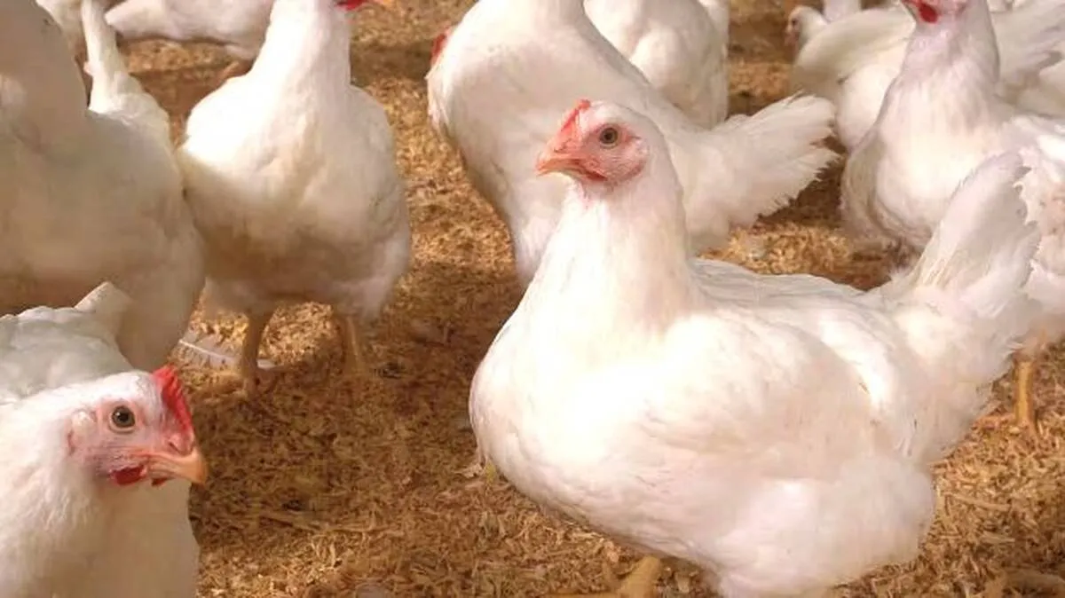 chicken-