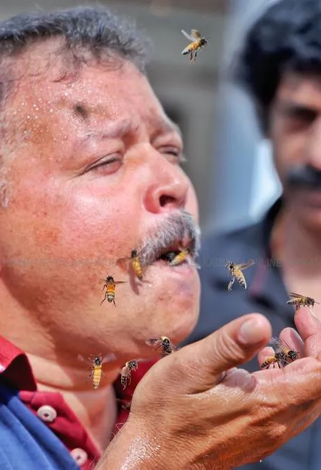 honey-bee- honey-bee-