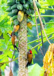 birds-.1.3926085