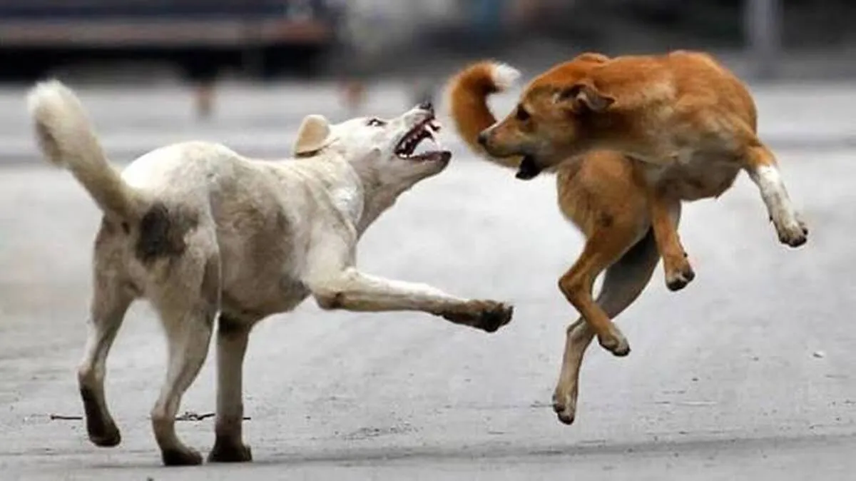dogs dogs
