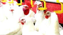 onam-chicken-price-hike
