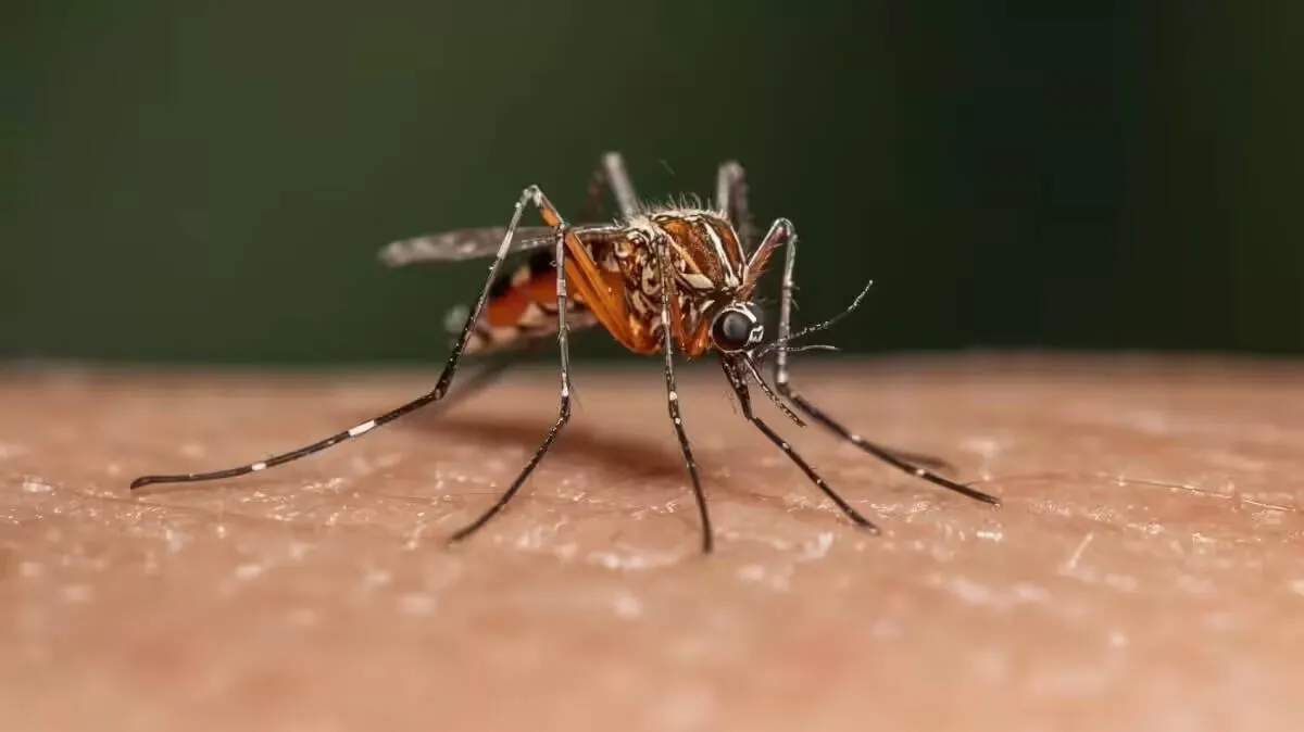 mosquito