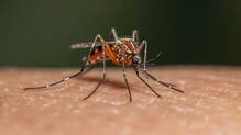 mosquito-bites-specific-people-reason