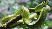 some-plants-which-attracts-snakes