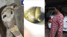 kaumudy-tv-snake-master-latest-episode