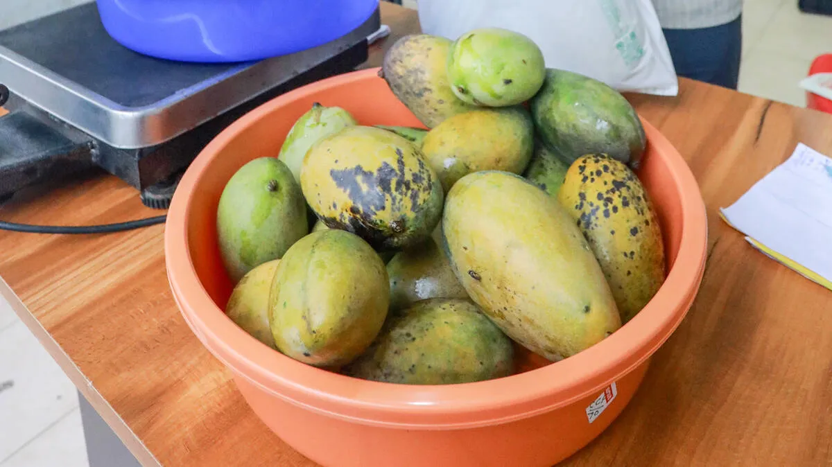 mallika-mango-