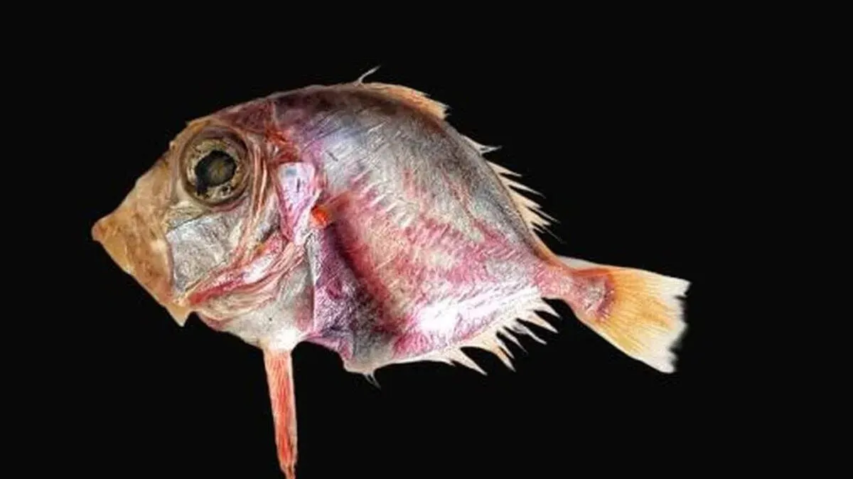 fish