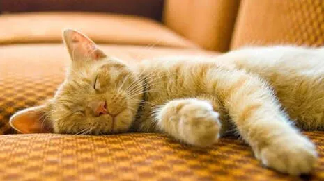 cat.1.3914570