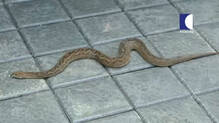 viper-caught-from-thiruvananthapuram-home