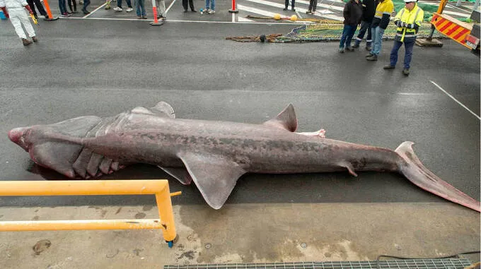 basking-shark