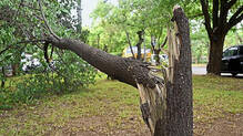 sandalwood-tree-elderly-man