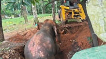 wild-tusker-which-was-stuck-in-abandoned-well-rescued