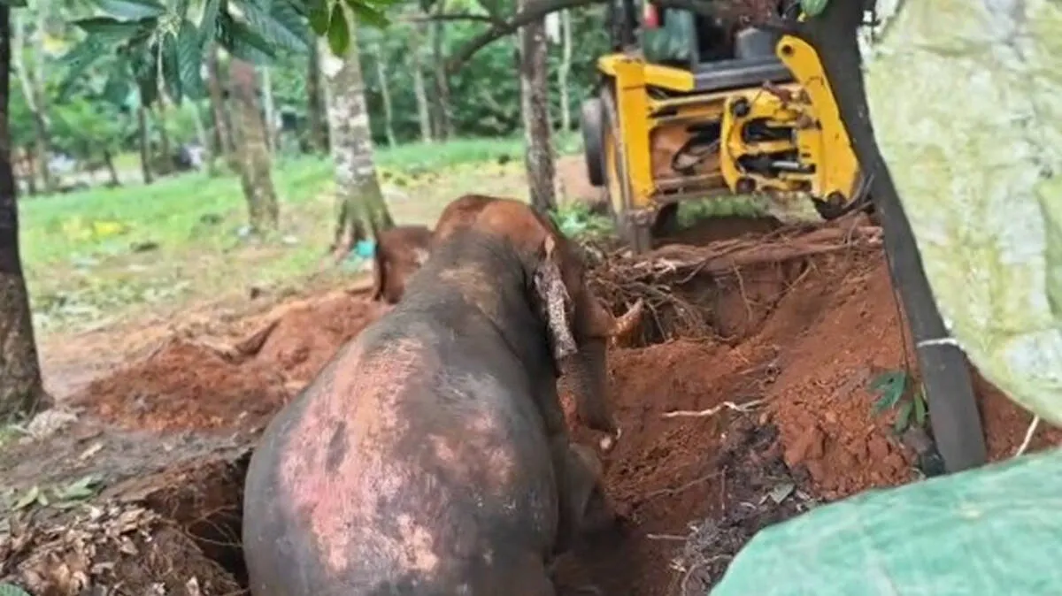 wild-elephant-rescued-in-