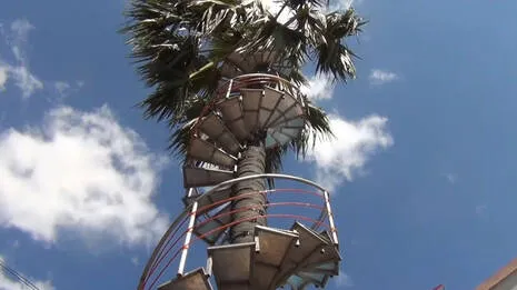 palm.1.3921128