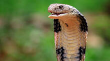 snake-human-recognition