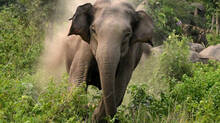 elephant-repellent-farming-crops