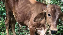 cattles-faces-health-issue-from-flys-and-mosquitos