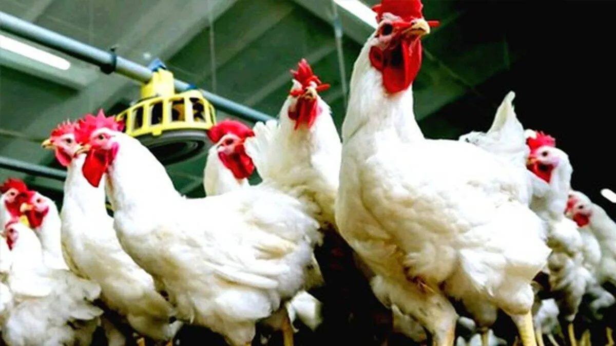 chicken