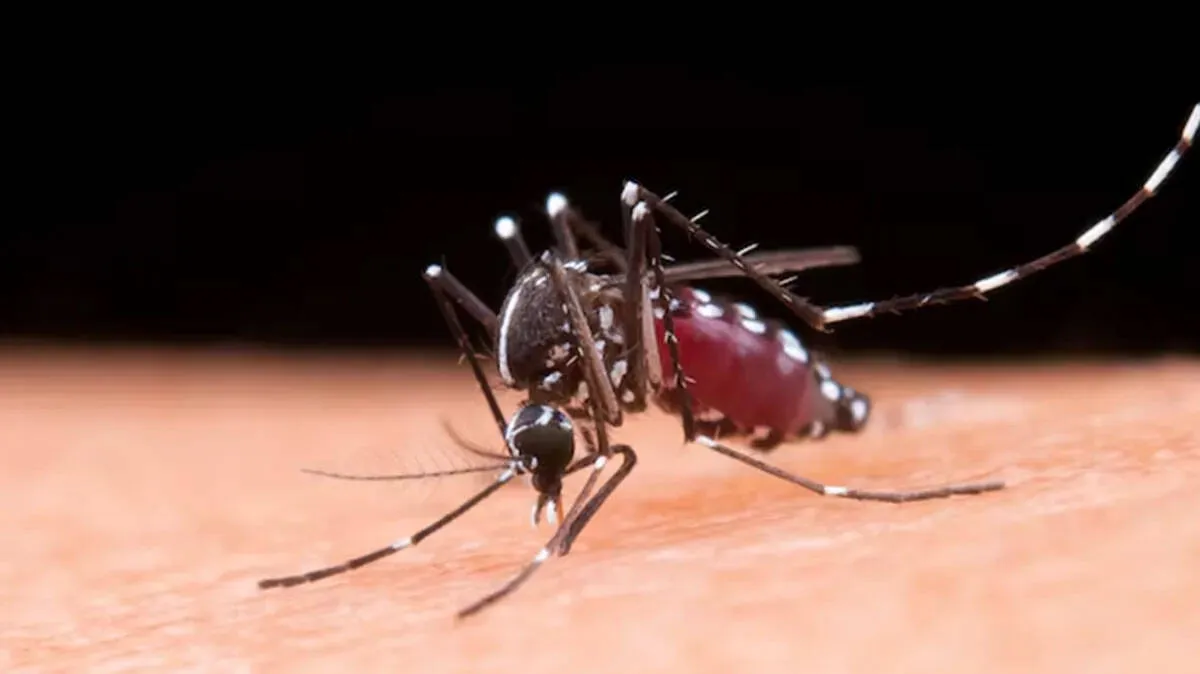 mosquito-