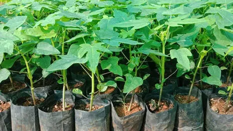 papaya.1.3928486