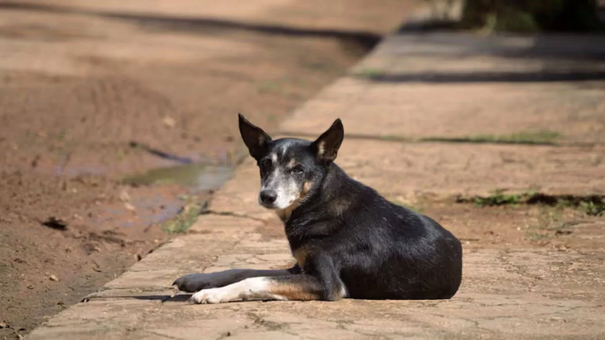 dog