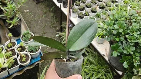 orchid.1.3930149