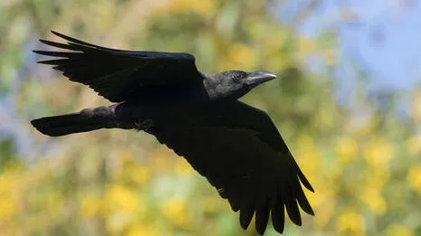 crow.1.3930349