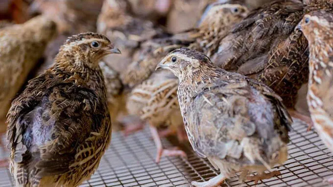 quail