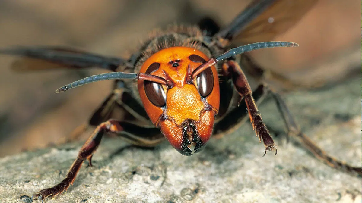 asian-giant-hornet