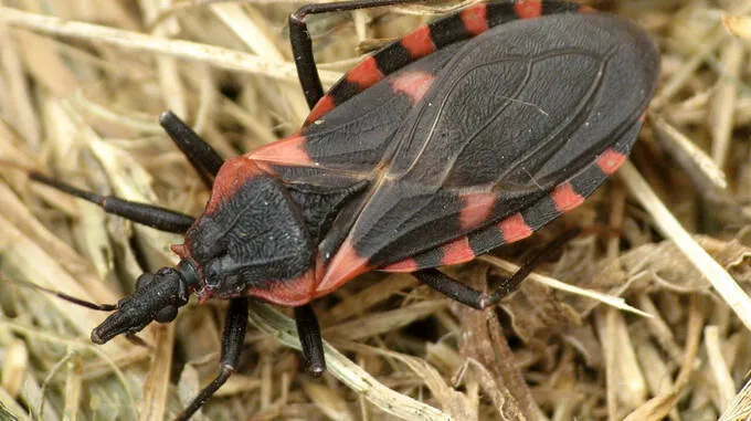 kissing-bug