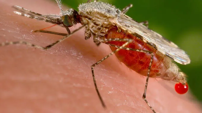mosquito