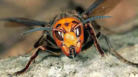 asian-giant-hornet.1.3933053