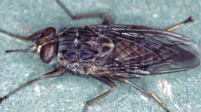 tsetse-fly