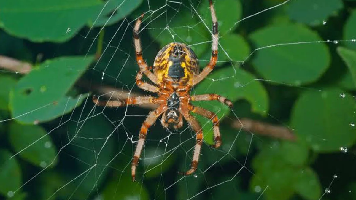 spider