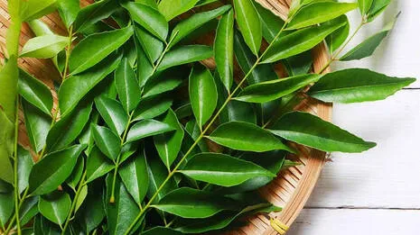 curry-leaves.1.3939161