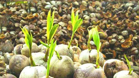 coconut.1.3940526