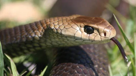 snake.1.3940678