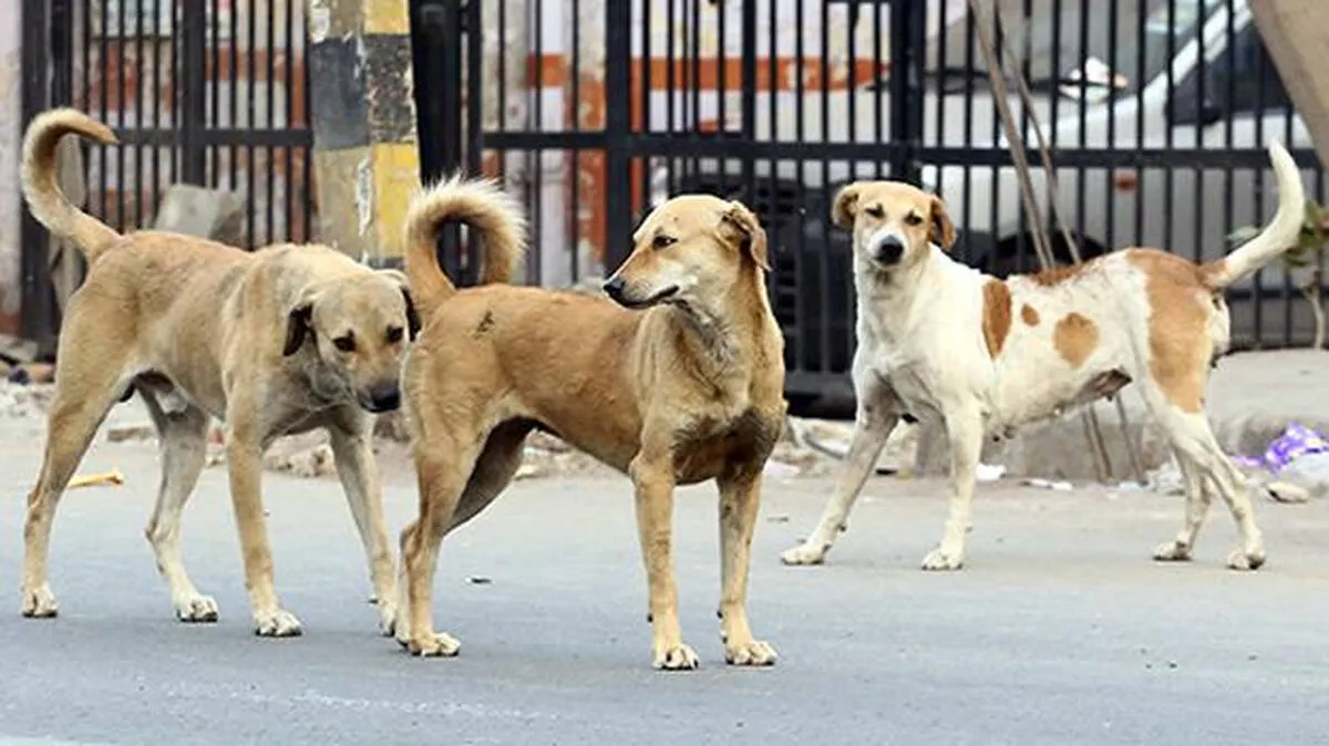 domestic-animals
