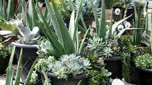 aloe-vera