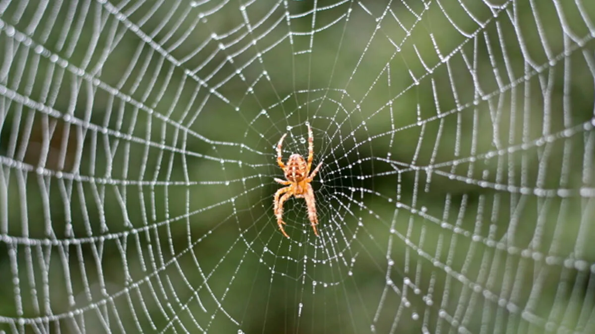 spider