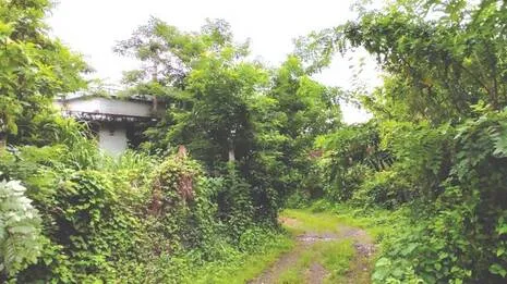 chenthamara.1784566978